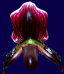 Laser 'Rainbow' x Maudiae 'Prieta' 